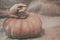 Pumpkin on the table with antique background, still life photo