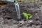 Pumpkin tiny  sprout is watered from a watering can in  the field; water is pouring from the watering can to seedling planted in t