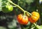 Pumpkin tomato fruits organic unseen exotic