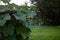 Pumpkin trees are scattered around the house. Image of the natural beauty of the villages of Bangladesh