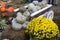 Pumpkin varieties Samson green on a cart with a bouquet of yellow chrysanthemums. Food, vegetables, agriculture