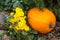 Pumpkin varieties yellow almond with a bouquet of yellow chrysanthemum flowers in a clearing. Food, vegetables, agriculture