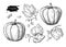 Pumpkin vector drawing set. Isolated hand drawn object with slic