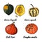 Pumpkin. Vector food icons of vegetables. Colored sketch of food products. Acorn squash, red kuri, pumpkin sweetie