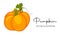 Pumpkin vector illustration for thanksgiving, halloween, new year.