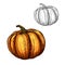 Pumpkin vector sketch vegetable icon