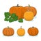 Pumpkin Vegetable, Edible Fruit