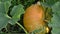 Pumpkin vegetable fruit leaf move wind grow in rural garden