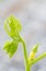 Pumpkin vine against blurred background