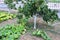 Pumpkin Vines Growing in Home Garden