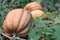 Pumpkin waiting for Hallowe\'en