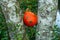 A pumpkin wedged between two birch tree trunks