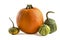 Pumpkin on a white background. Decorative pumpkin isolated halloween isolate on white to insert into your project or