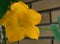 Pumpkin yellow flower and green leaves brick wall background