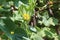 Pumpkin yellow flower in my sunny, organic garden,