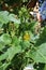 Pumpkin yellow flower in my sunny, organic garden,