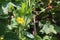 Pumpkin yellow flower in my sunny, organic garden,