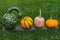 Pumpkins in assortment, Speckled Swan or Korda Gourd and sweet organic yellow pumpkins close up