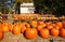 Pumpkins on the autumn market