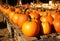 Pumpkins on the autumn market