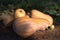 Pumpkins autumn, ripe orange pumpkins