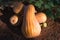 Pumpkins autumn, ripe orange pumpkins