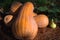 Pumpkins autumn, ripe orange pumpkins