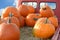 Pumpkins on Back of Pickup Truck