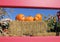 Pumpkins on Bale of Straw Hay Red Frame