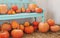 Pumpkins on blue wooden bench indoor