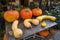 Pumpkins and Butternut Squashes