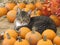 Pumpkins and a cat