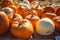 Pumpkins close up, harvest season. Pumpkin patch in California on bright autumn day