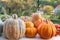 Pumpkins collection in the garden