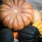 Pumpkins Colorful of different Types, Autumn and Fall, for Halloween and Thanksgiving
