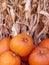 Pumpkins and corn stalk