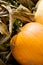 Pumpkins on Corn Stalks