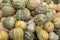 Pumpkins, Cucurbita argyrosperma, moschata, Butternut, maxima, c