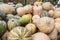 Pumpkins, Cucurbita argyrosperma, moschata, Butternut, maxima, c