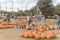 Pumpkins decoration with rope and string light bulbs at local fa