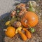 Pumpkins of different shapes and colors