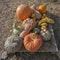 Pumpkins of different shapes and colors