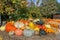 Pumpkins in different shapes and colors on a bale of straw, presented decoratively in autumn