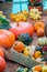 Pumpkins of different varieties orange green yellow. Ripe pumpkin at the farm harvest festival, decorative dwarf pumpkin varieties