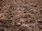 Pumpkins distributed on the ground as part of their harvest