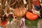 Pumpkins Dolls and Thanksgiving