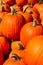 Pumpkins on a Fall day in Groton, Massachusetts, Middlesex County, United States. New England Fall.