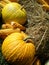 Pumpkins in fall surround