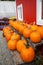 Pumpkins farm