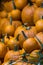 Pumpkins at the farm ready to be picked up, symbol of Thanksgiving